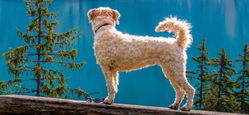 pet_insurance_product_tab_363x168 pet_insurance_product_tab_363x168